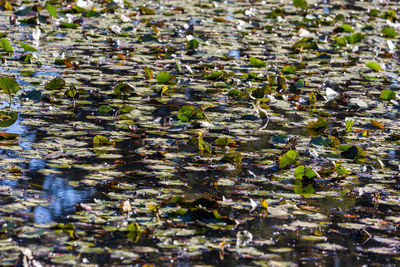 Full frame shot of plants floating on water