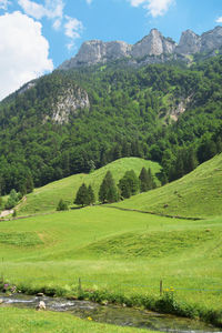 Scenic view of trees on field against sky