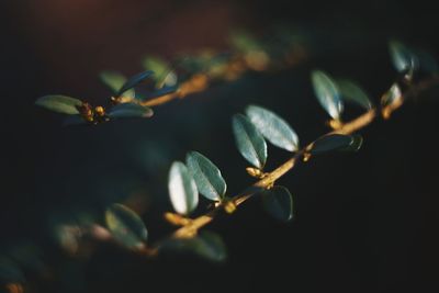 Close-up of flowering plant