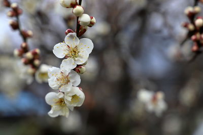 Close-up of white japanese apricot tree.