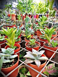 Close-up of succulent plants in greenhouse