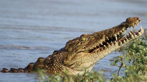 Crocodile in river