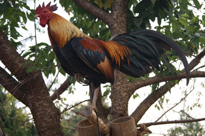 Low angle view of bird perching on tree