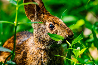 Marsh rabbit