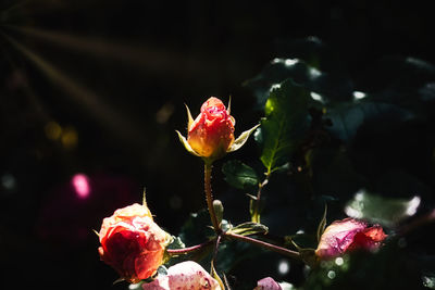 Close-up of rose plant