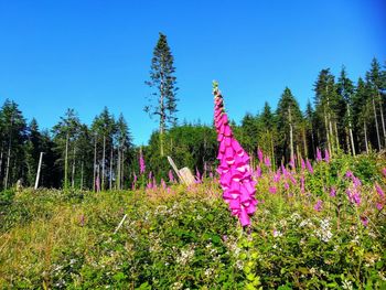 Pink flowering plants on field against clear blue sky