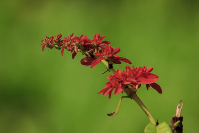 Close-up of red flowering plant