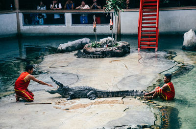 High angle view of men in water at zoo