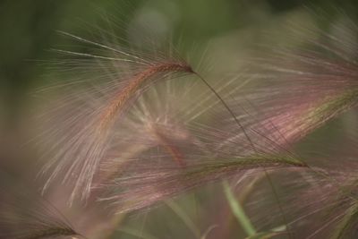 Close-up of dandelion