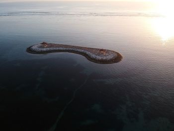 Close-up of turtle in sea