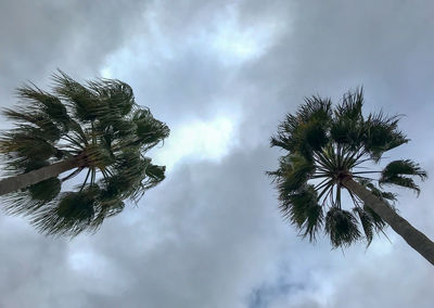 Low angle view of coconut palm tree against sky