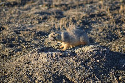 Prairie dog genus cynomys ludovicianus broomfield colorado denver boulder. united states.