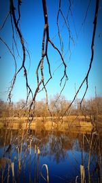 Bare tree by lake against clear blue sky