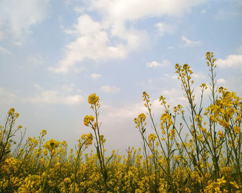 Yellow flowering plants on field against sky