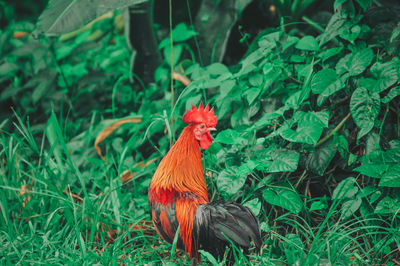 View of a bird on field