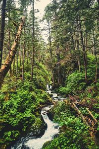 Scenic view of stream amidst trees in forest