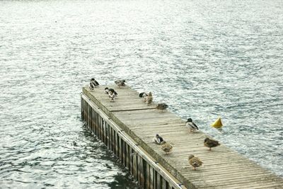 Bird in water