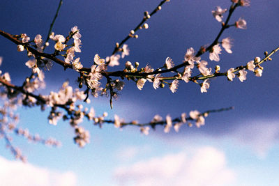 Low angle view of apple blossoms in spring