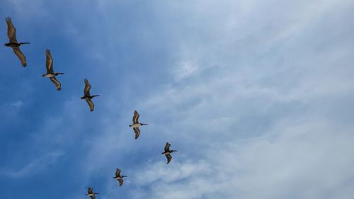 Low angle view of birds flying in sky