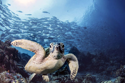 Turtle swimming in sea