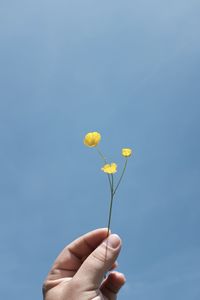 Cropped hand holding buttercup against sky on sunny day