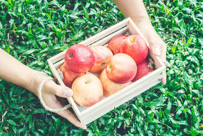 High angle view of hand holding apple