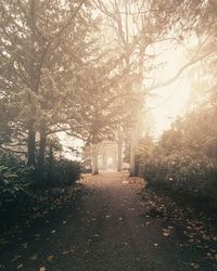 Empty road in forest