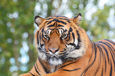 Close-up portrait of tiger