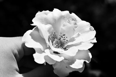 Close-up of hand holding white flower