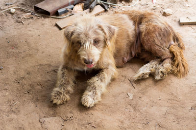 High angle portrait of a dog lying down