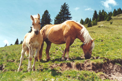 Horse with foal standing on grassy field