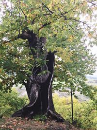 Tree in sunlight