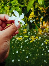 Close-up of hand holding plant