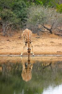 Giraffe drinking water from lake in forest