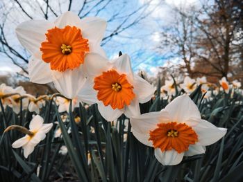 Close-up of white flowering plants