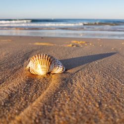 Surface level of shell on beach