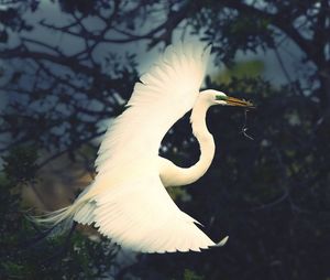 Bird in water