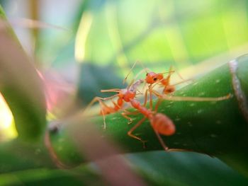 Close-up of insect on leaf