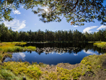 Scenic view of lake by trees in forest against sky