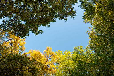 Low angle view of yellow autumn trees against sky