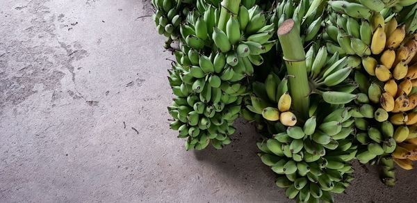 High angle view of fruits growing on plant against wall