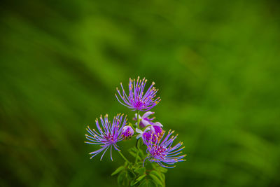 Close-up of purple flowering plant