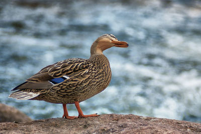 Close-up side view of a duck against blurred background