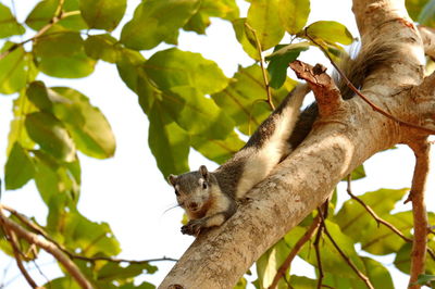 Low angle view of lizard on tree