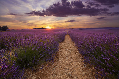 Purple flowers on field against sky during sunset