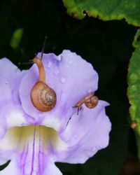 Close-up of snail on purple flower