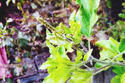 Close-up of green plant