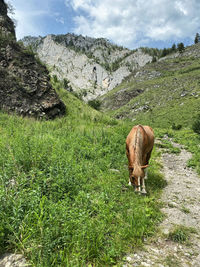 View of horse grazing on field