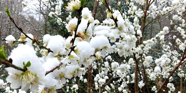 Close-up of white cherry blossoms in spring