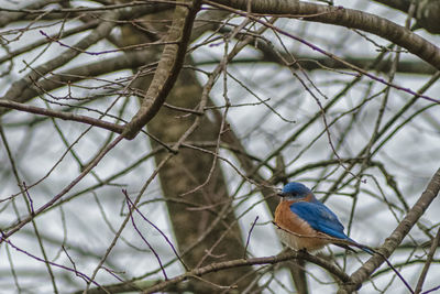 Close-up of bird perching on branch